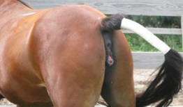 母马交配视频,自然繁衍的震撼瞬间