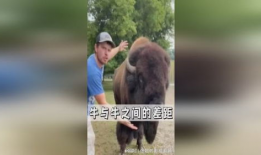 牛牛在线观看视频,畅享海量视频，轻松开启视听盛宴